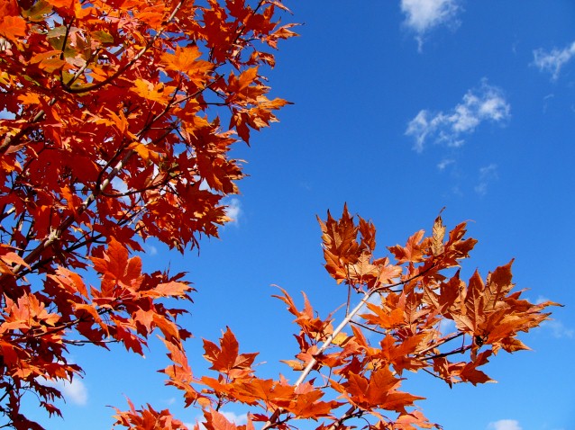 Autumn Sugar Maple Sky (Preview)
